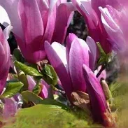Magnolia “Susan”Upright hardy deep pink to purple fragrant vase like flowers. Upright Strong grower Bushy pot grown plants