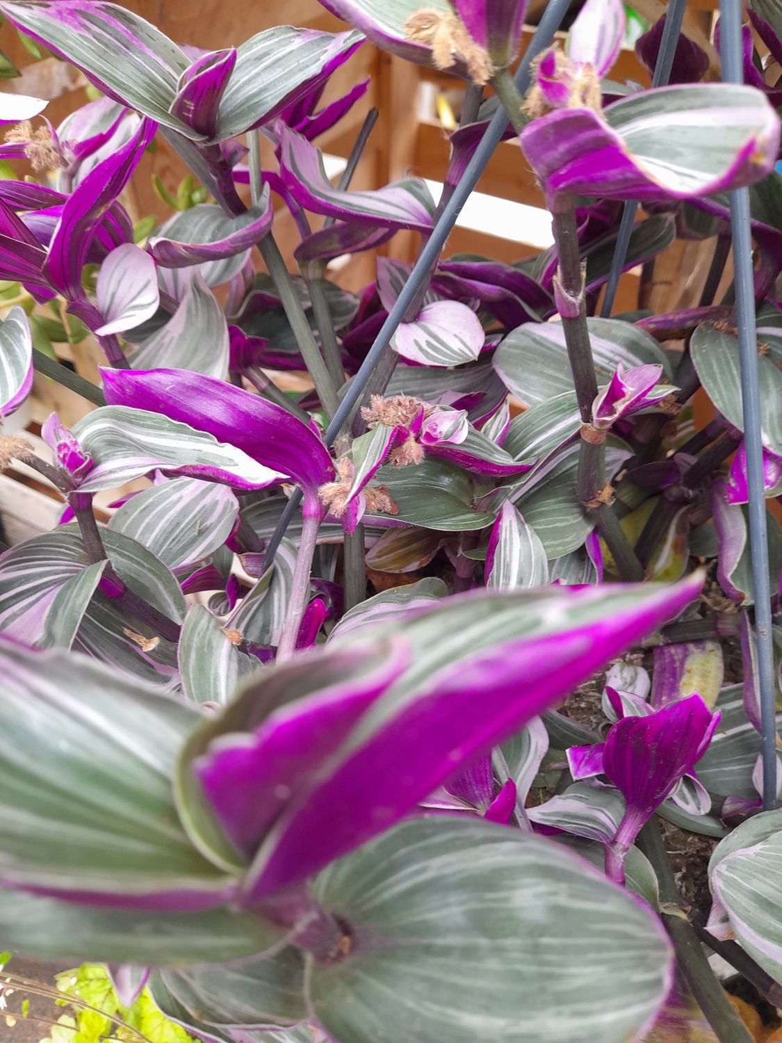 INCH PLANT NANOUK  //NEW indoor Trailing Tradescantia...ideal In Kitchen ,bathroom or living room ! ALL IRELAND DELIVERY