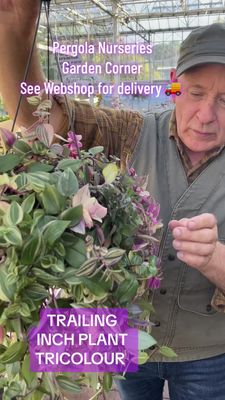 INCH PLANT NANOUK  //NEW indoor Trailing Tradescantia...ideal In Kitchen ,bathroom or living room ! ALL IRELAND DELIVERY