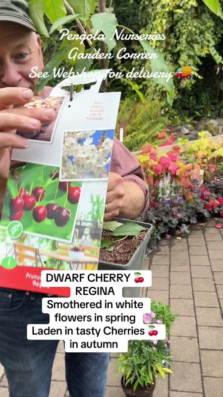 Prunus Patio- ''Regina'' Dwarf Cherry