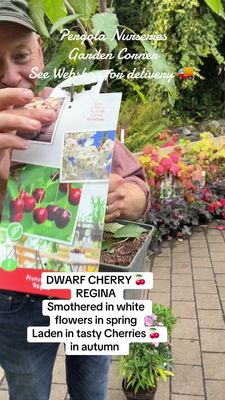 Prunus Patio- ''Regina'' Dwarf Cherry