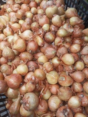 Shallot Yellow Moon - 1LT