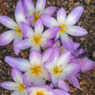 1 Colchicum Giganteum - Autumn Crocus (Naked Ladies)