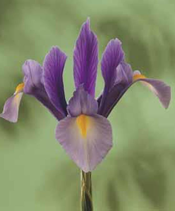 10 Dutch Iris HC Van Vliet