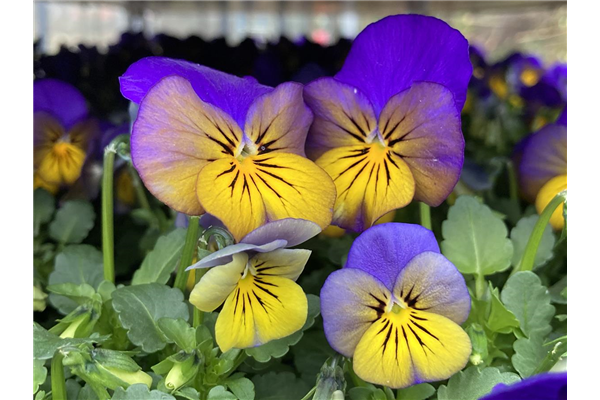 10 Short Day Viola Twix Special Morpho Mix