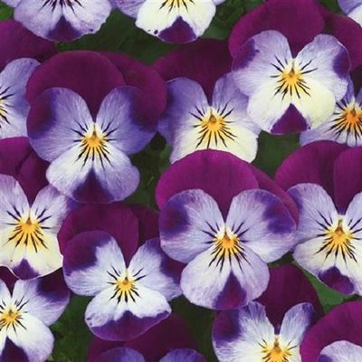 Short Day Viola Ice Babies White Purple Wing 10 Plants