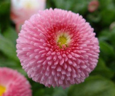 BELLIS TASSO DAISIES &#39;PINK&#39;