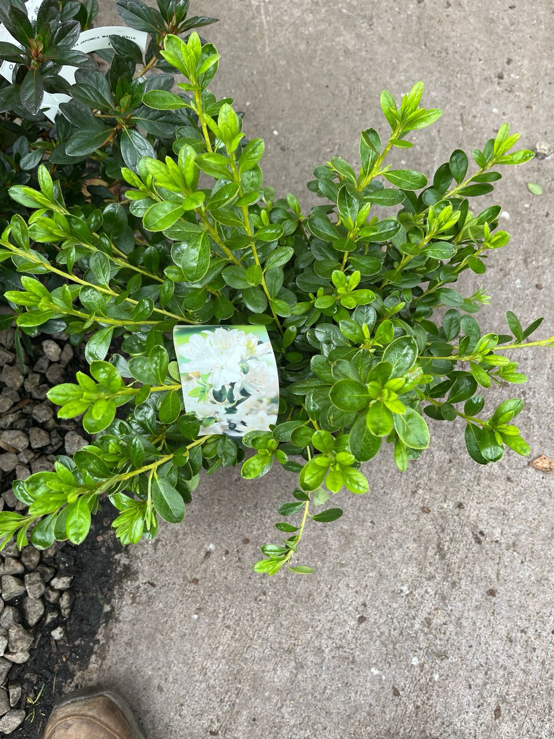 Azalea Japonica Mary Helen White Japanese Azalea ,perfect In Pots . Hardy Dwarf Evergreen Shrub,smothered in white flowers in spring