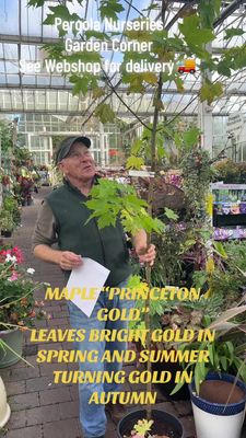 ACER PRINCETON GOLD a Hardy tough maple with Golden Leaves In spring and summer and a crescendo of leaf colours In autumn