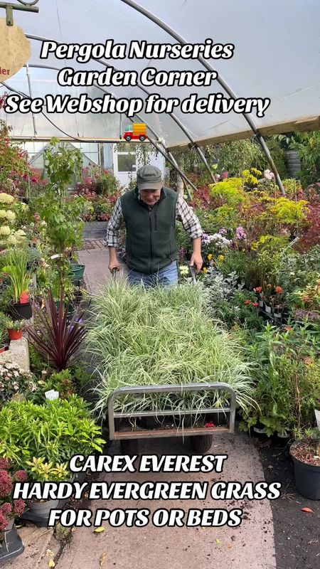 Carex 'Everest'