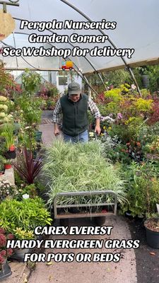 Carex 'Everest'