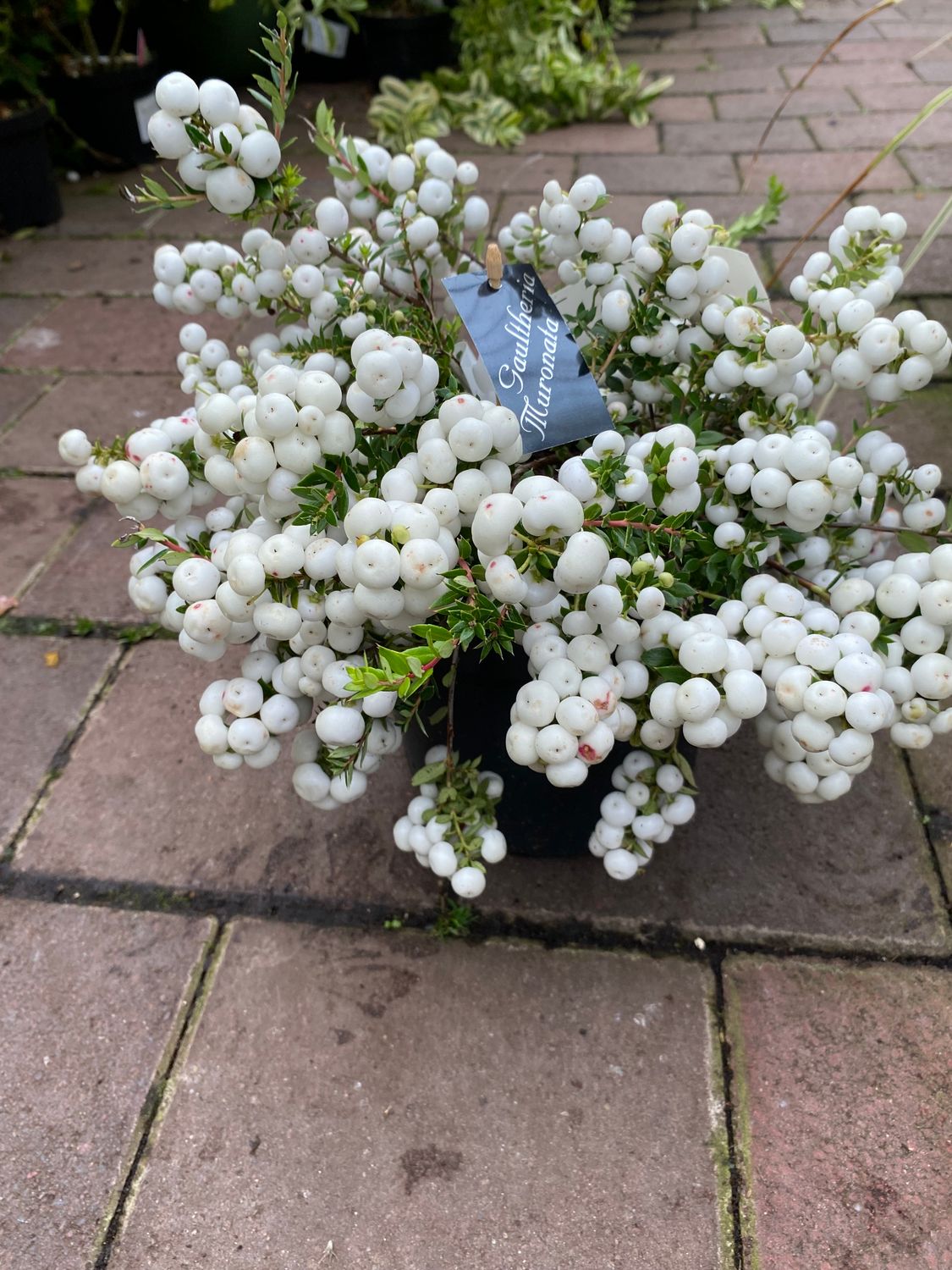 Pernettya White