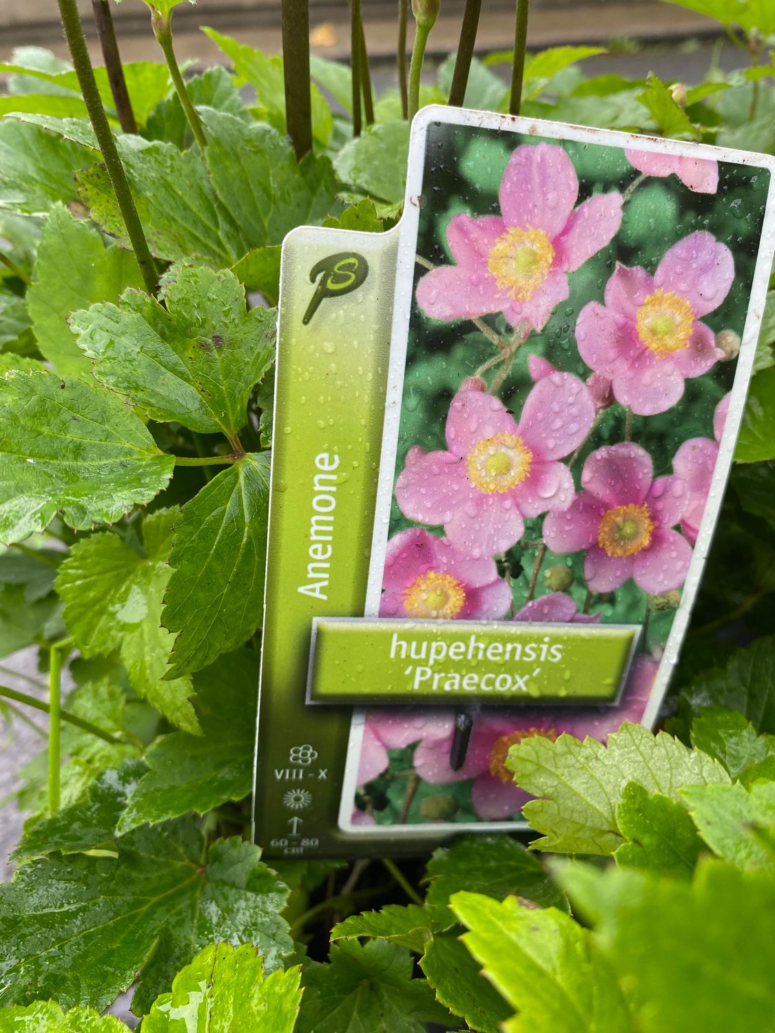Anemone PINK JAPANESE WINDFLOWER) Japanese Windflower ,flowers non stop from July Until November and lasts for years Plants potted and pruned back for flowering next late summer /autumn