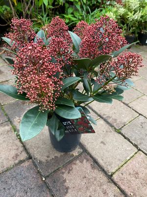 Skimmia Rubella Purple Ruby Male