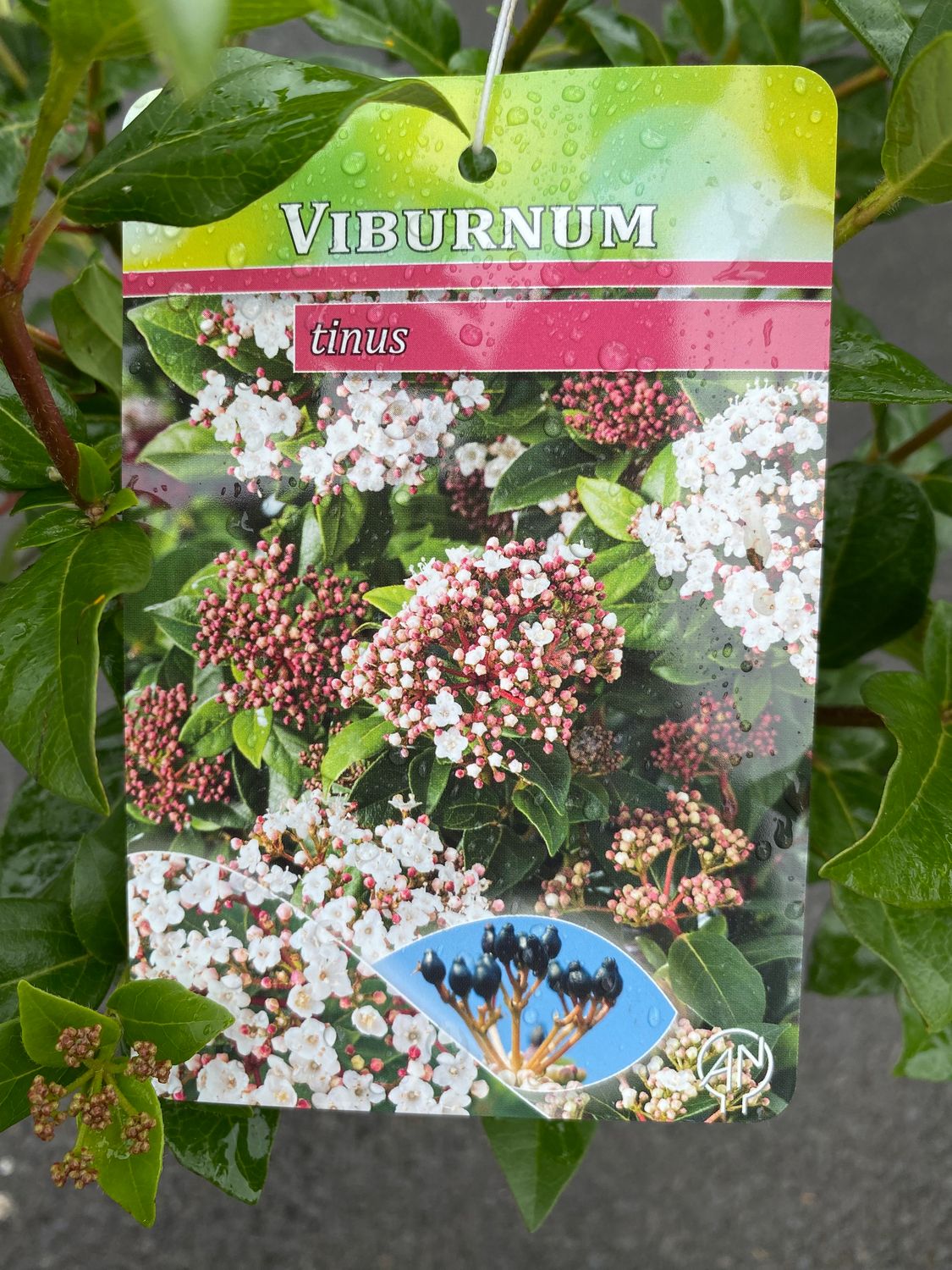 Viburnum “Tinus”Mini Evergreen Tree flowers from November Until April. Winter hardy and tough . Good in pots or beds . 3ft tall