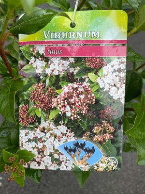 Viburnum “Tinus”Mini Evergreen Tree flowers from November Until April. Winter hardy and tough . Good in pots or beds . 3ft tall