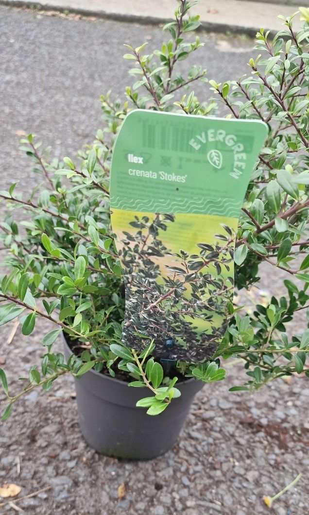 Holly Box Ilex Crenata Stokes