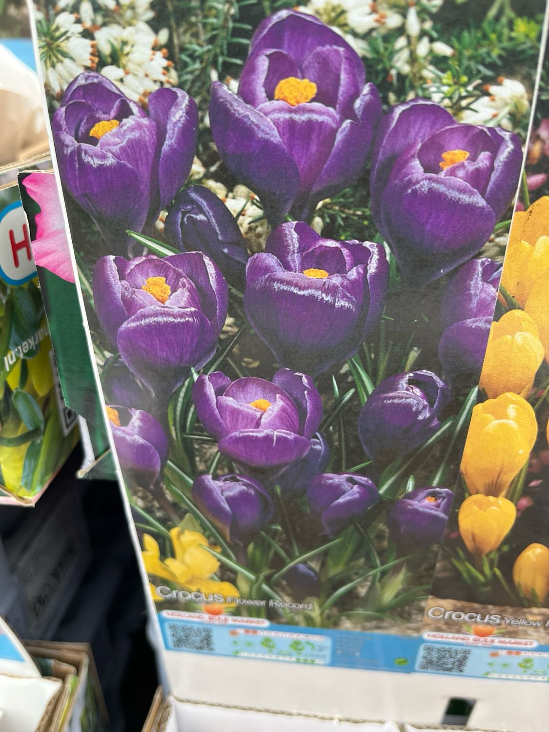 Crocus Flower Record …10Bulbs