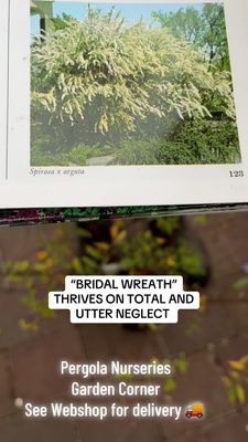 Spiraea Arguta BRIDAL WREATH a hardy shrub that thrives on neglect with white flowers on arching stems In late spring and early summer! Strong Pot grown plants