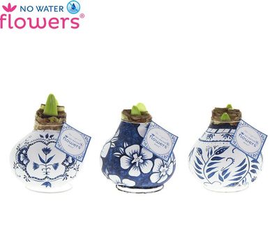 1 Waxed Amaryllis -Delft Blue /White. Enormous bulbs for Enormous Flowers Amaryllis In Wax No Soil Or Water needed stand in place and wait for enormous flowers .No Water Flowers .