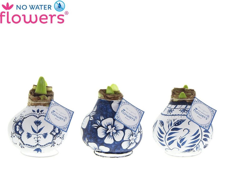 1 Waxed Amaryllis Hand Painted &#39;DELFT BLUE/WHITE&#39; extra Large bulb. Enormous flowers…No Soil Or Water needed.