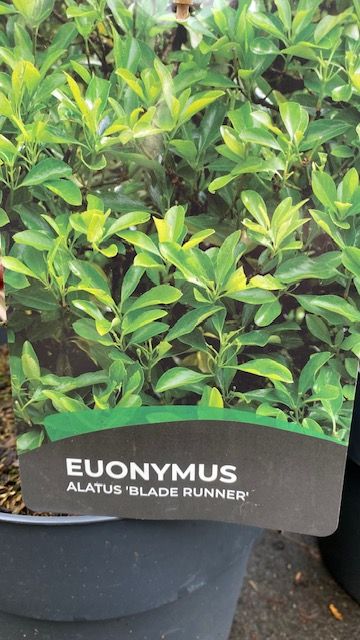 Euonymus Alalthus Blade Runner