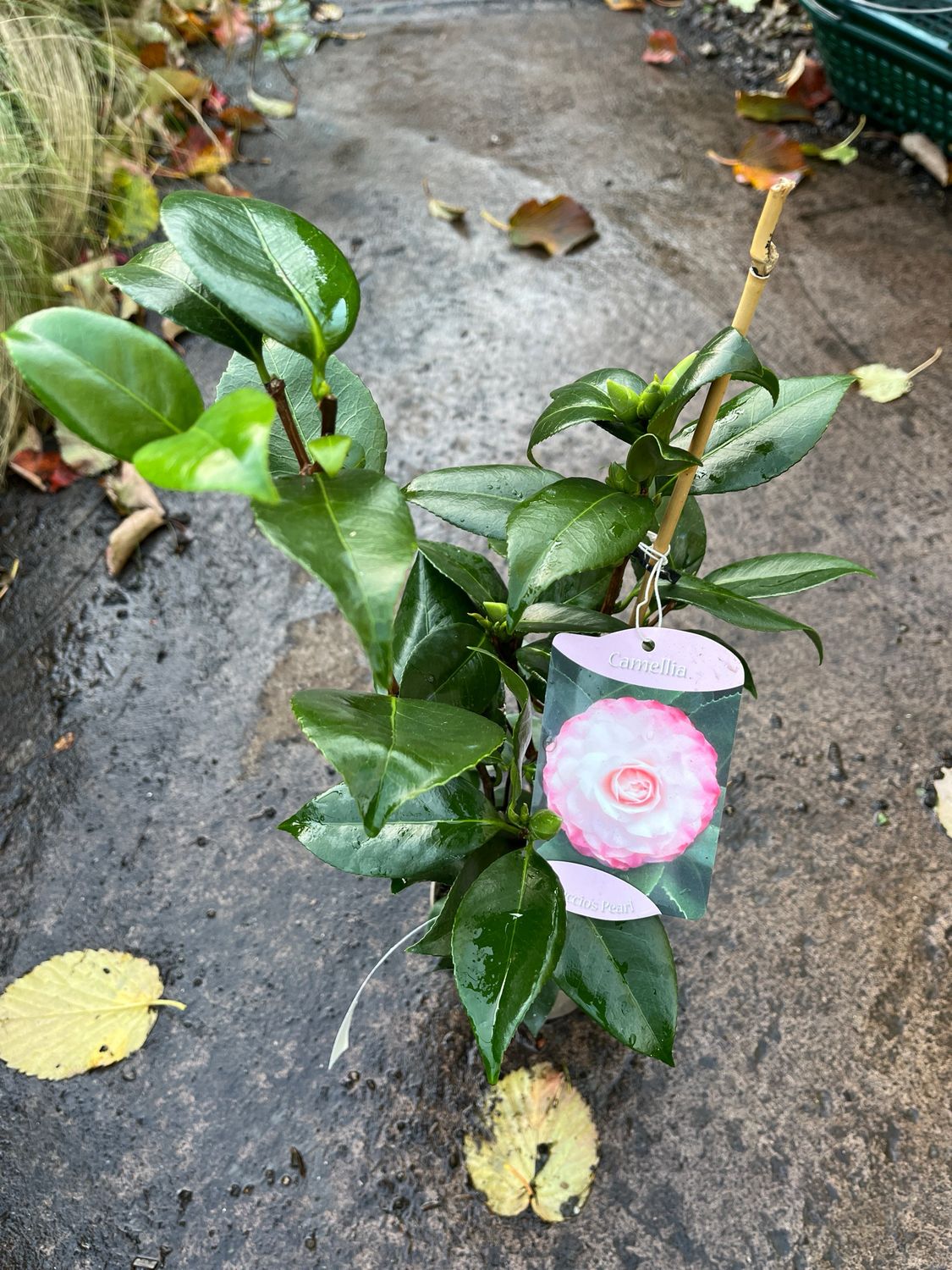 CAMELLIA NUCIOS PEARL hardy evergreen shrub with large double cream and pink flowers in spring Perfect for pots or beds