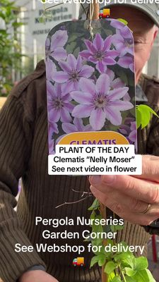 Clematis 'Nelly Moser' Climber for Wall fence or arch . Enormous flowers in late spring and early summer and again in late summer and early autumn. Strong pruned back plants ,ready for planting.
