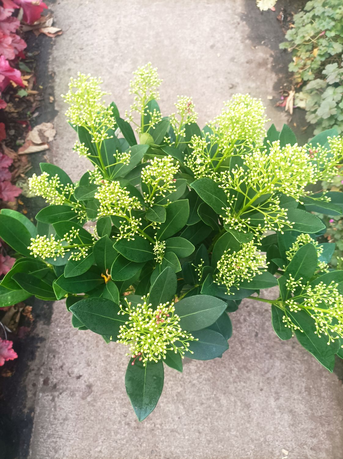 Skimmia - Finchy (Male) - white fragrant flowers in Spring, perfect for pots and Beds.