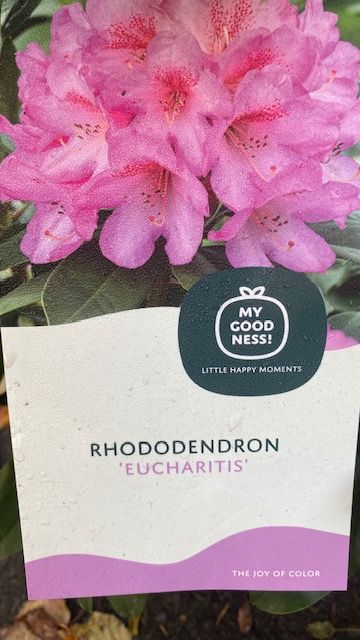 Rhododendron Eucharitis