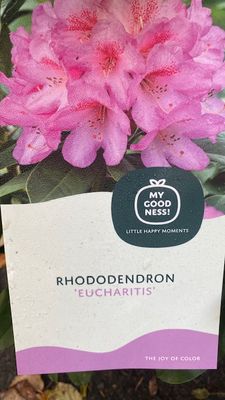Rhododendron Eucharitis