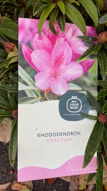 Rhododendron &#39;Graziella&#39;