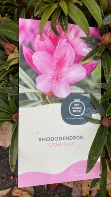 Rhododendron &#39;Graziella&#39;
