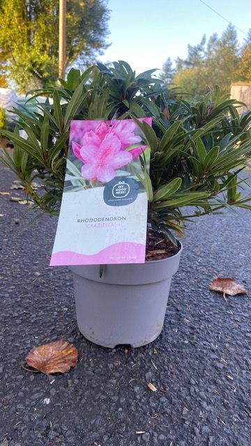 Rhododendron 'Graziella'