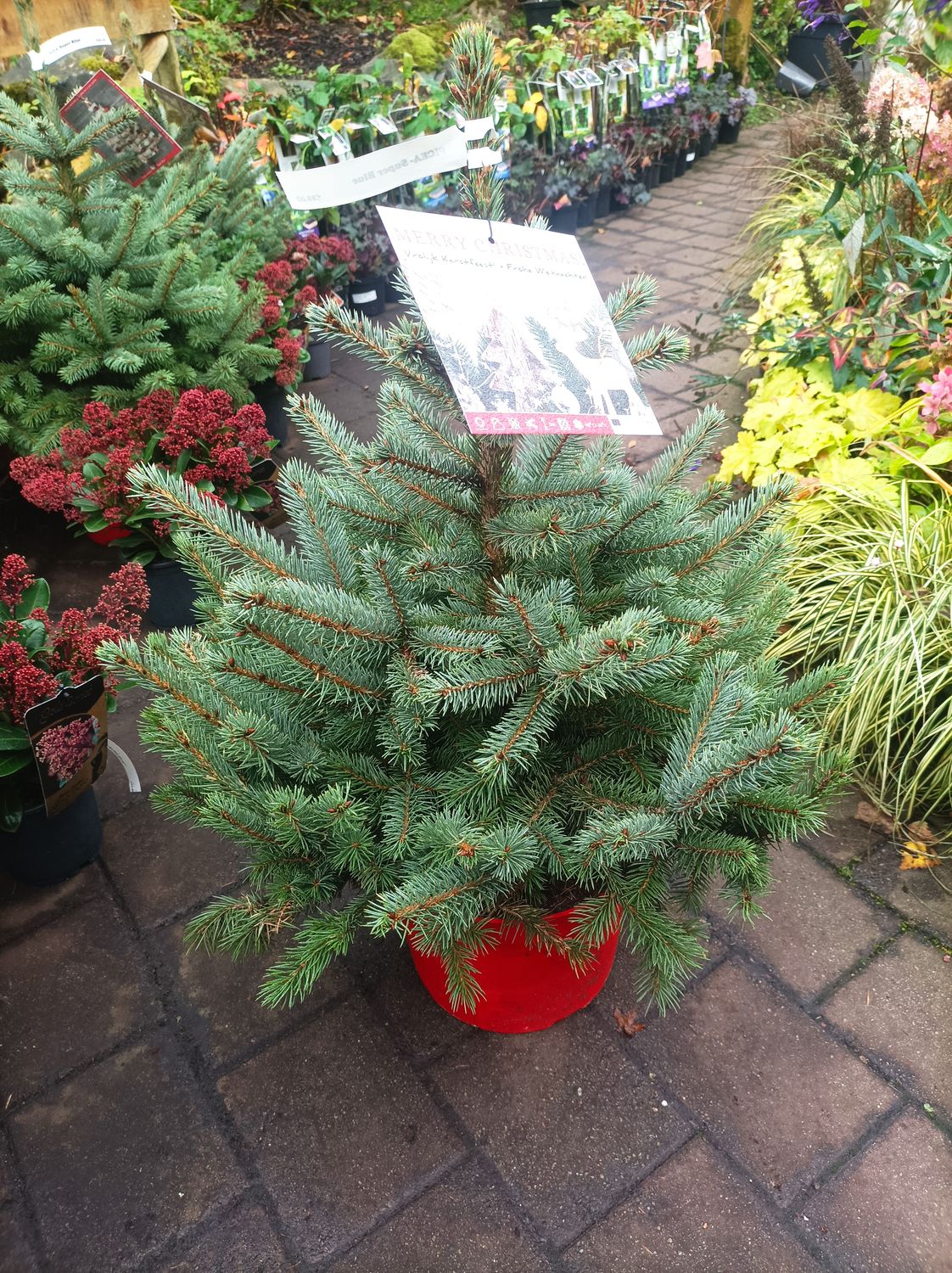 PICEA  &#39;&#39;SUPER BLUE&#39;&#39; in red pot Colorado Blue Spruce 