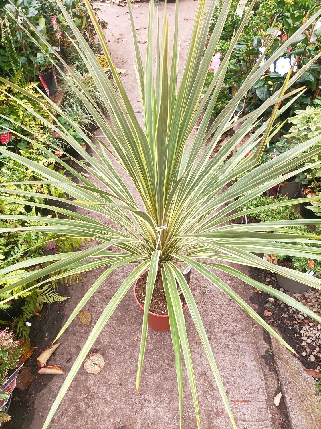 Cordyline - Peko Green