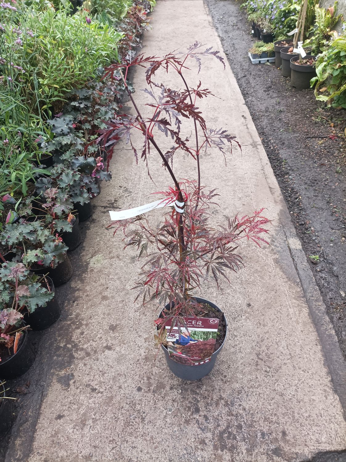 Purple Fern Leaf Japanese Maple - Acer Garnet FERN LEAF JAPANESE MAPLE ..happy in pots or sheltered spot in beds . Fern like purple foliage in summer and stunning autumn foliage colours.