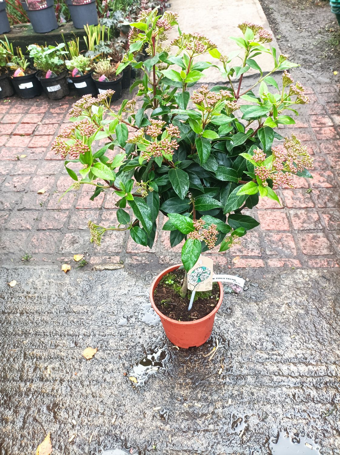 Viburnum Tinus - Mini Trunk ,Mini Evergreen Tree - Flowers November to April. Perfect in pots or beds. Approx 2ft tall.