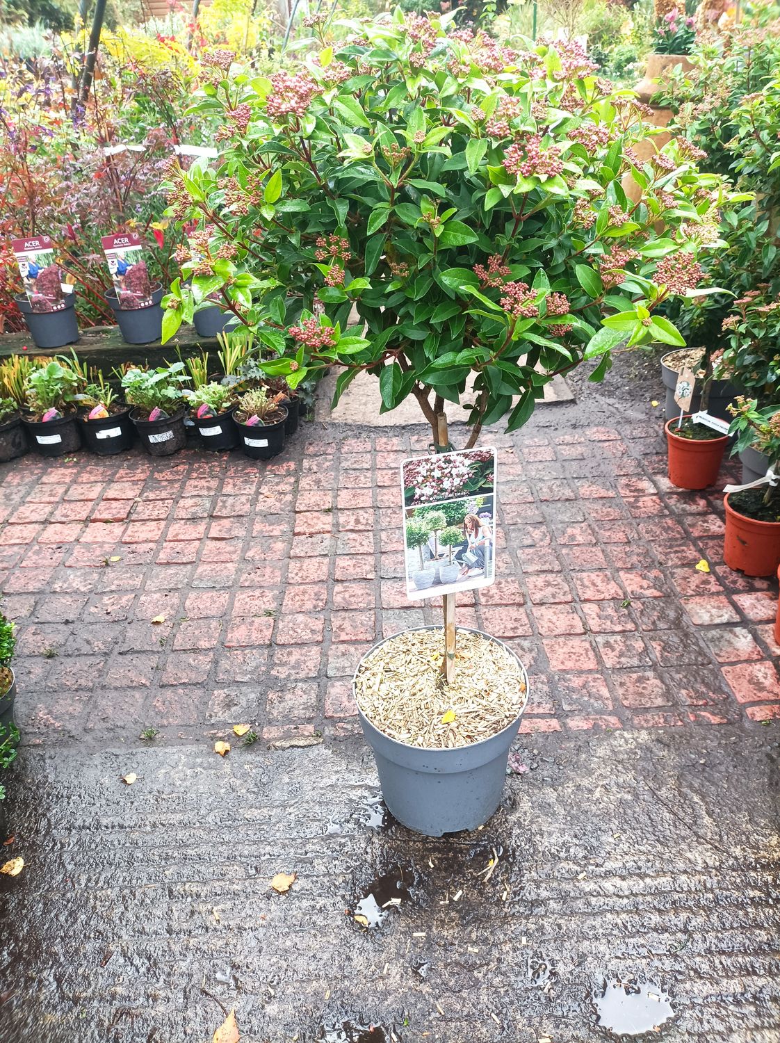 Viburnum Tinus Trunk Dwarf Evergreen Tree. Flowers November to April. Perfect in pots and beds. Approx 4ft tall and bushy.