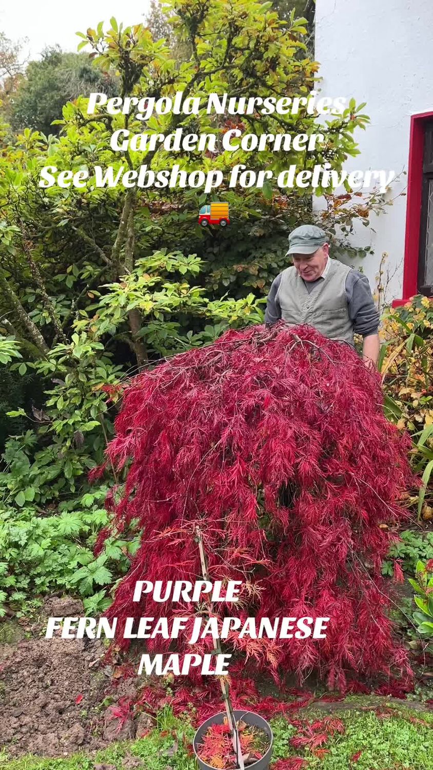 Purple Fern Leaf Japanese Maple - Acer Garnet Red Umbrella FERN LEAF JAPANESE MAPLE ..happy in pots or sheltered spot in beds . Fern like purple foliage in summer and stunning autumn foliage colours.
