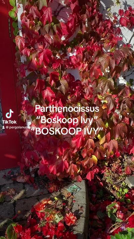 Parthenocissus veitchii - Boston Ivy - Boskoop Ivy
