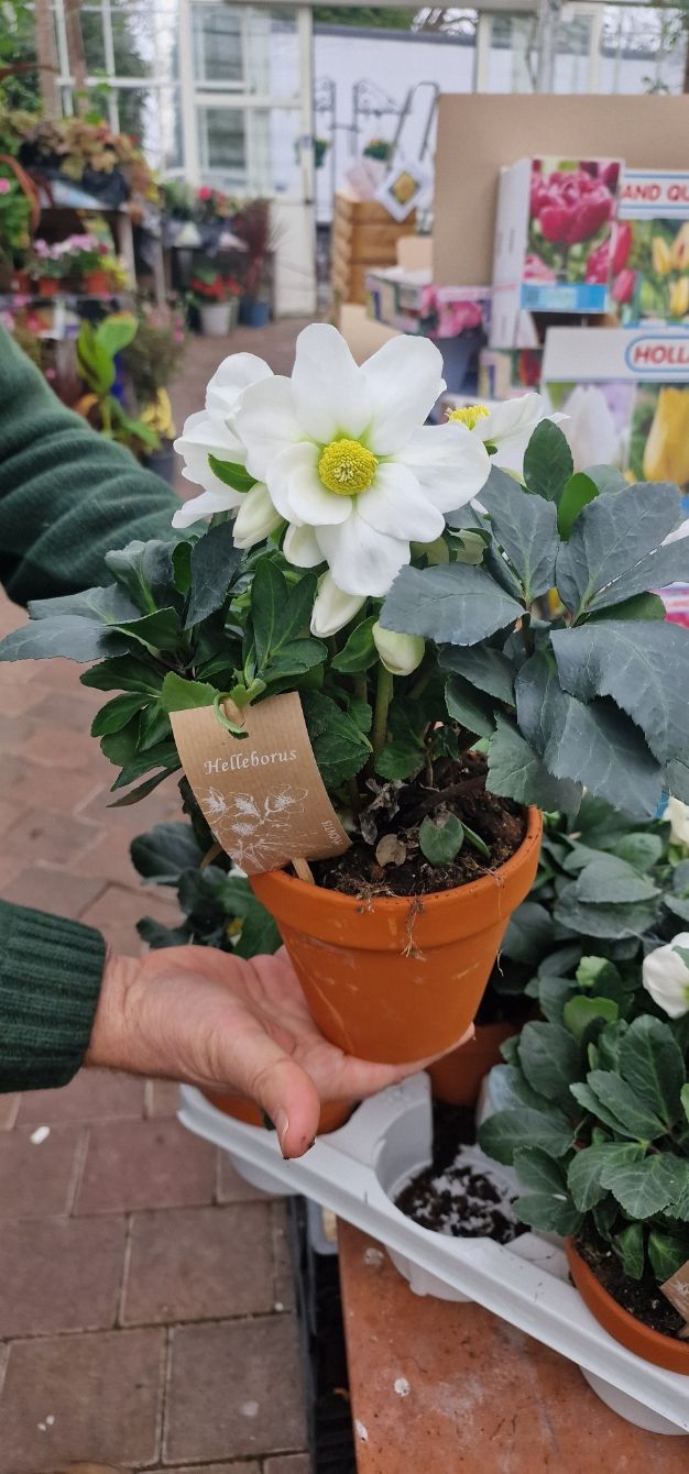 Christmas Rose Hellebores “Christmas Carol”