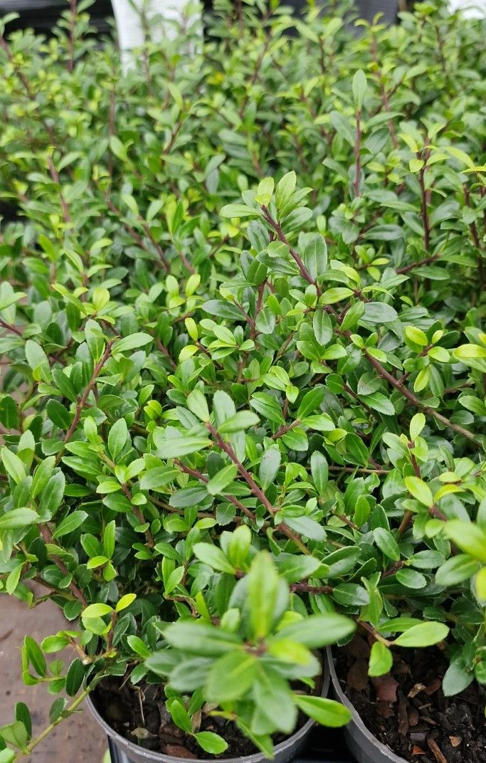 Holly Box -crenata  Dark Green