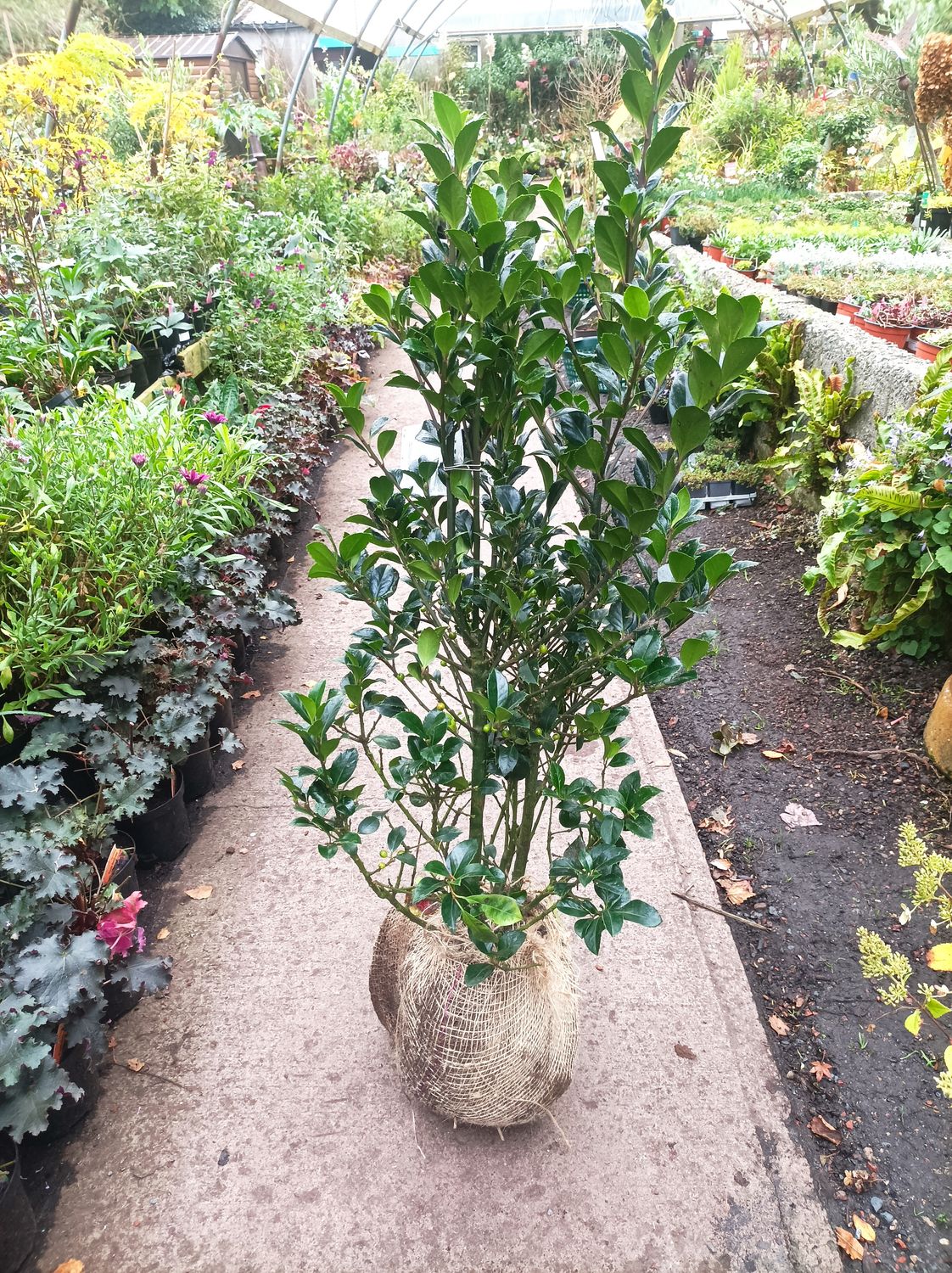 Holly - Ilex Meserveae Blue Angel - a strong hardy female holly (Rootballed)