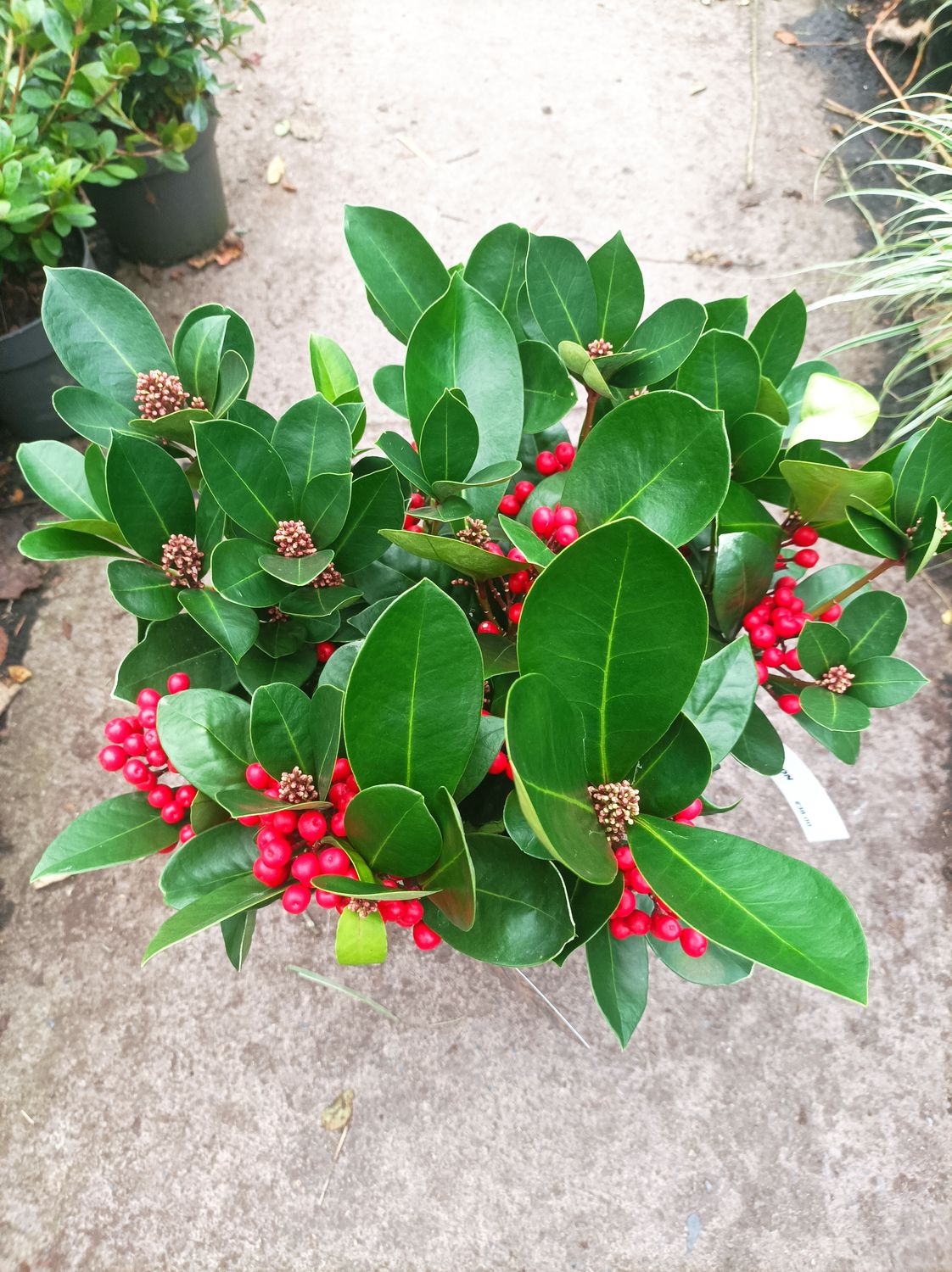 Skimmia - Obsession(Female) - Reb berries in winter, white flowers in spring. Perfect in pots or beds.