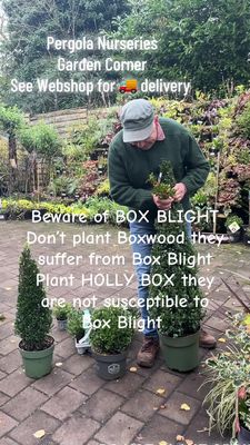 HollyBox Ilex Crenata Stokes