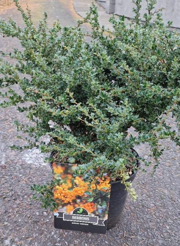 Berberis darwinii &#39;Compacta&#39; XL size