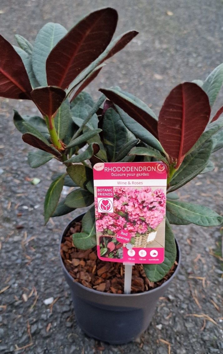 Rhododendron &#39;&#39;WINE &amp; ROSES&#39;