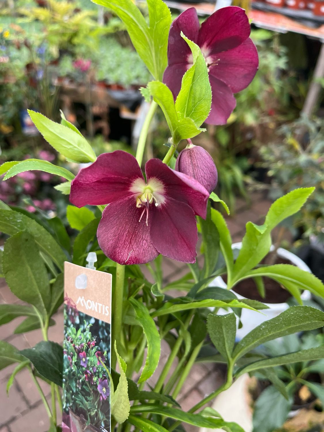 Helleborus “Early Dark Red “ ,flowers In winter and spring. Winter hardy and lasts for years .Loves Shade Or Semi Shade .