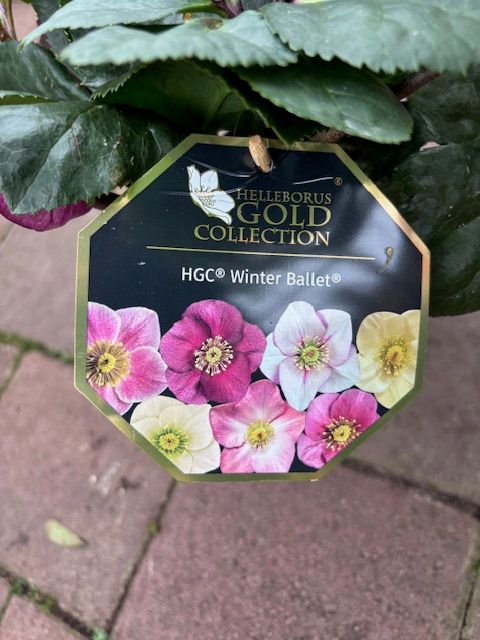 Helleborus Winter Ballet